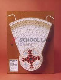 Root Model: Dicot T.S.